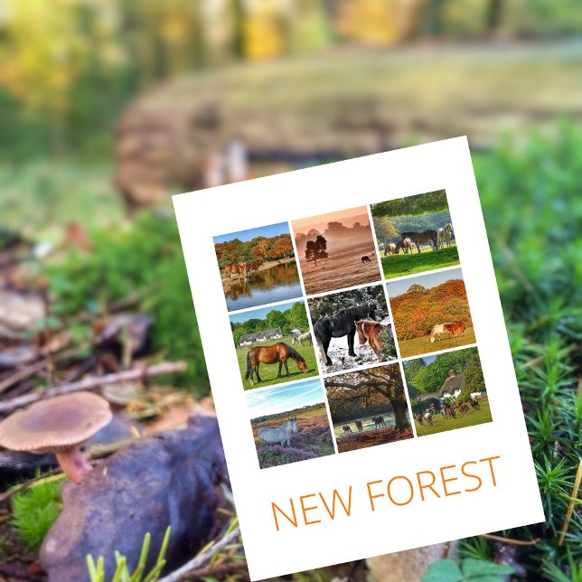 New Forest Postcard (Creator Uploaded)