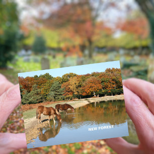 New Forest Postcard