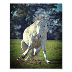 New Forest White Pony Funny Pose Photo Print