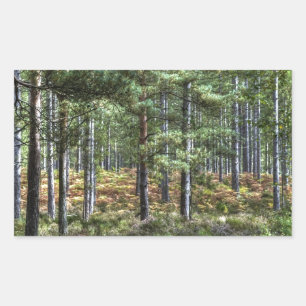 New Forest Woodland Trees Nature Scene Sticker