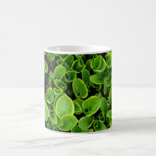New green hosta plants in garden coffee mug