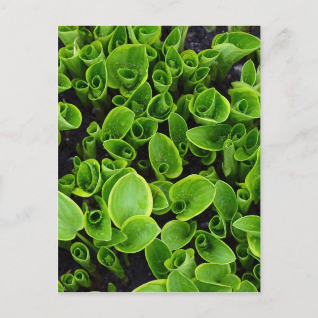 New green hosta plants in garden postcard (Front)