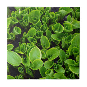 New green hosta plants in garden tile