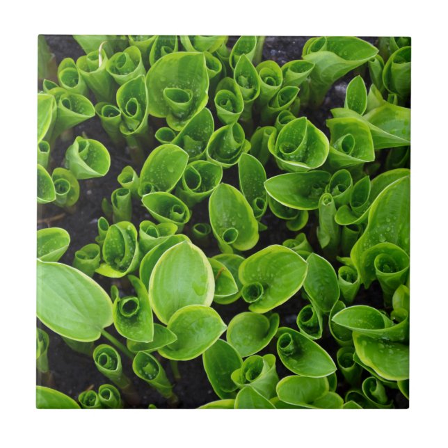 New green hosta plants in garden tile (Front)
