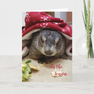 New!!! Groundhog Carrie Holiday Greeting Card
