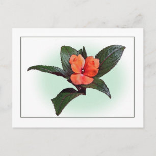 New Guinea Impatiens Botanical Sketch Postcard