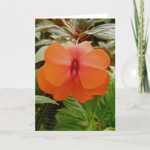New Guinea Impatiens Orange Note Card