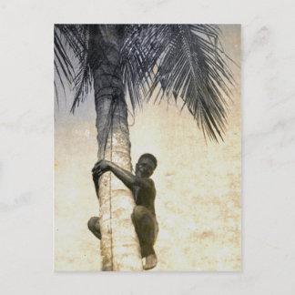 New Guinea native climbs coconut tree Postcard