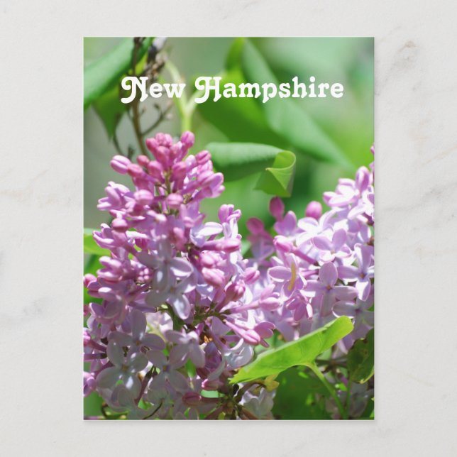 New Hampshire Lilacs Postcard (Front)