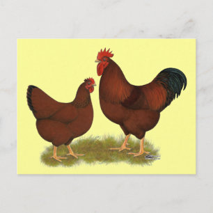 New Hampshire Reds Postcard