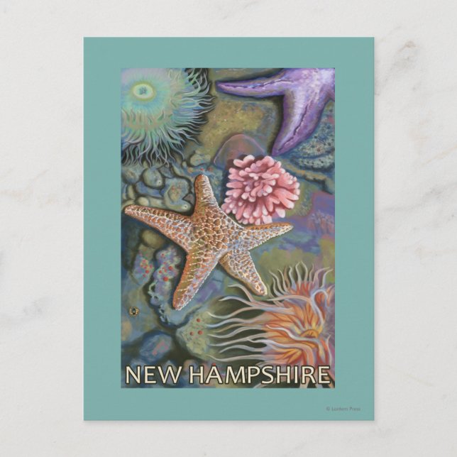 New HampshireTidepool Scene Postcard (Front)