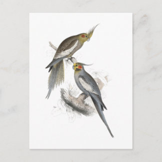 New Holland Parrakeet by Edward Lear Postcard