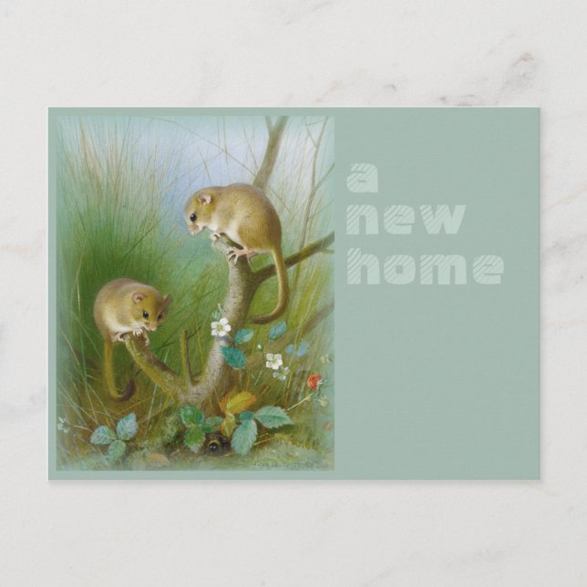 New home CC0112 Archibald Thorburn Dormice Announcement Postcard (Front)