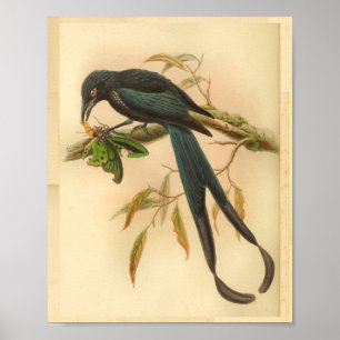 New Ireland Drongo Blue Vintage Cat Bird Print