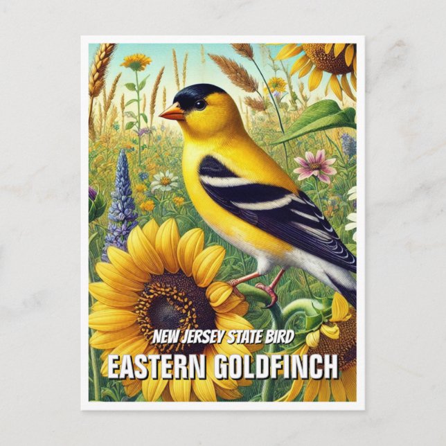 New Jersey State Bird Eastern Goldfinch Postcard (Front)