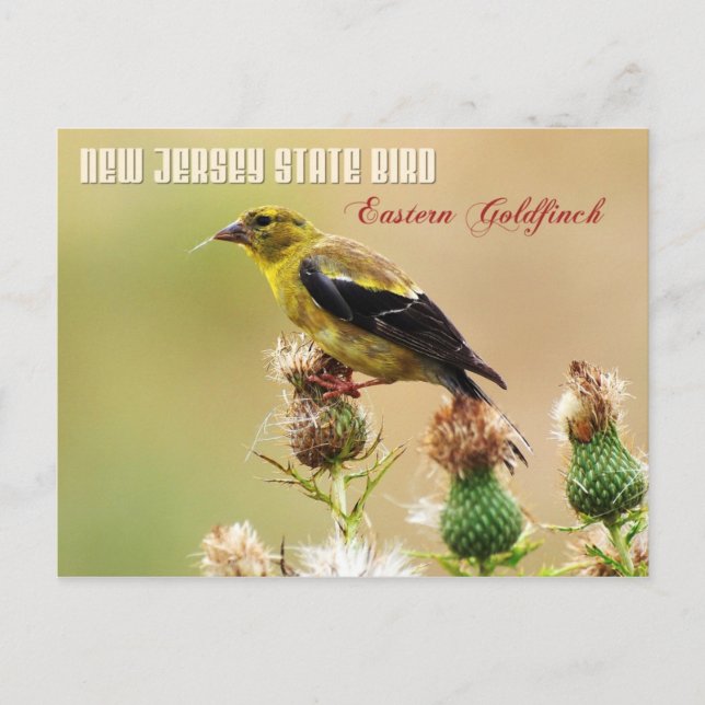 New Jersey State Bird - Eastern Goldfinch Postcard (Front)