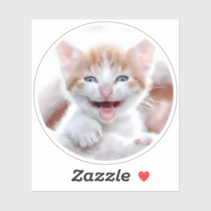 New Kitten Circle Shape Photo