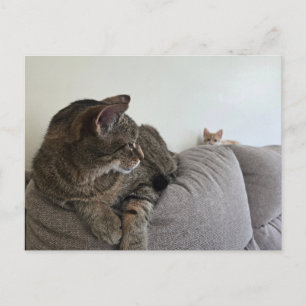 New kitten Postcard