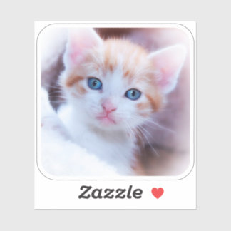 New Kitten Rounded Corner Square Shape Photo