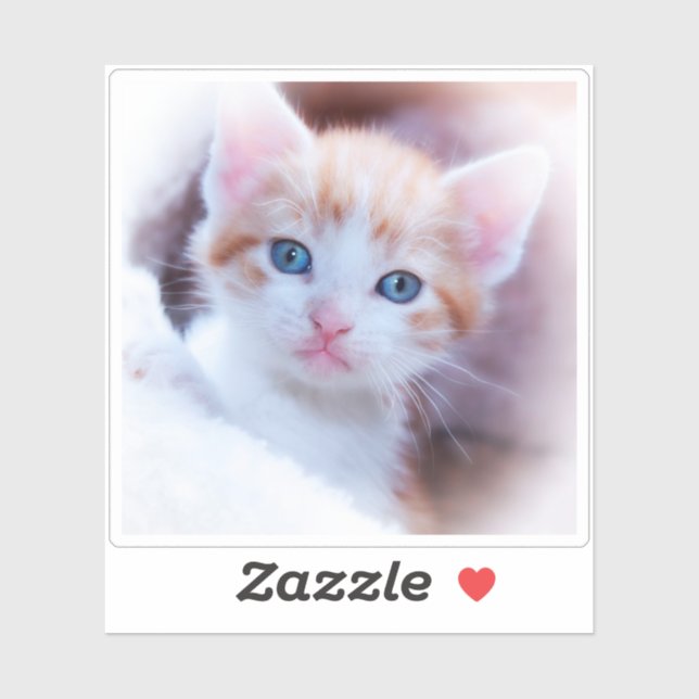New Kitten Square Shape Photo (Sheet)