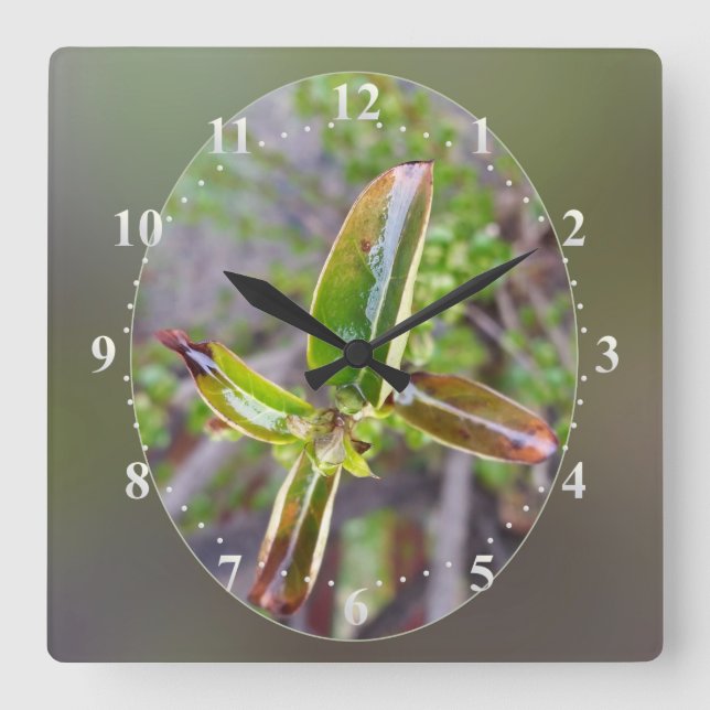new leaves in spring square wall clock (Front)