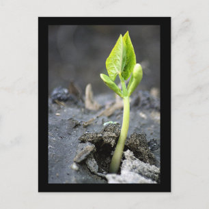 "new life" postcards
