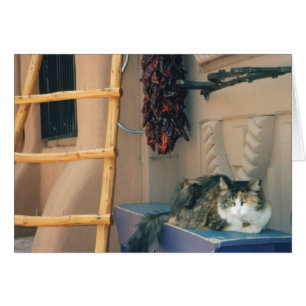 New Mexico Cat