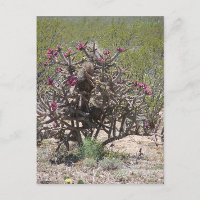 New Mexico Cholla in Bloom Postcard (Front)