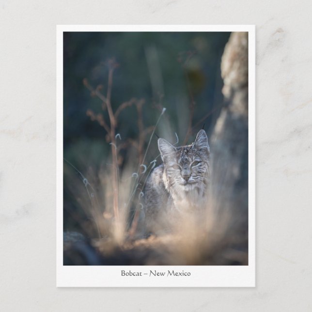 New Mexico Landscape Photo Postcard (Front)