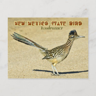 New Mexico State Bird: Roadrunner Postcard