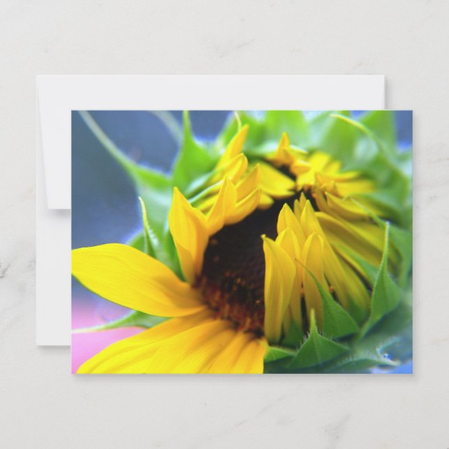 New Mexico Sunflower (Front)