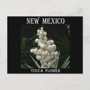 New Mexico Yucca Flower Postcard