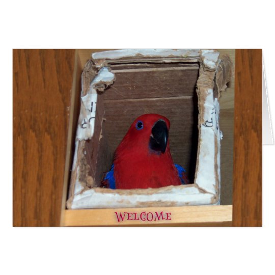 New Nest Card