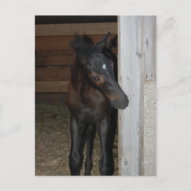 New Pony/Horse Postcard (Front)