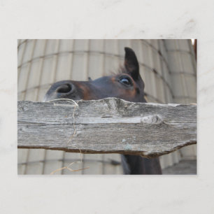 New Pony/Horse Postcard