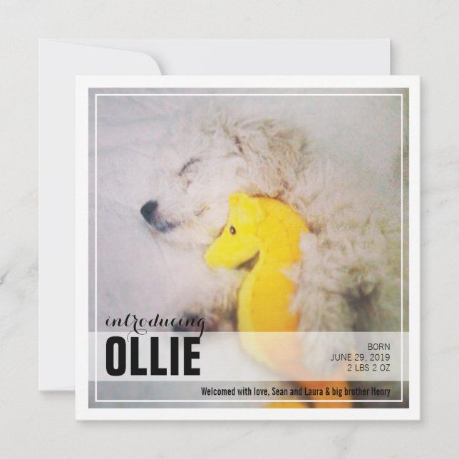 New Puppy Adoption |  PET Announcement (Front)