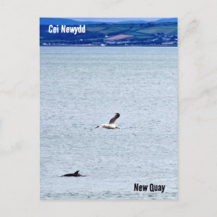 New Quay / Cei Newydd Postcard