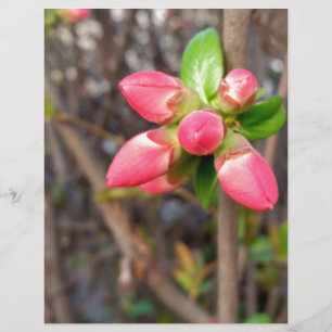new red buds