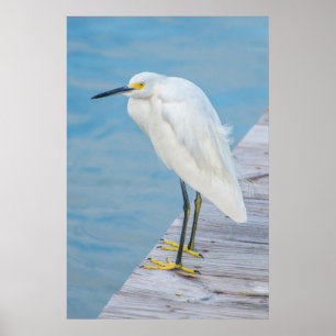 New Smyrna Beach, Snowy Egret on dock Poster