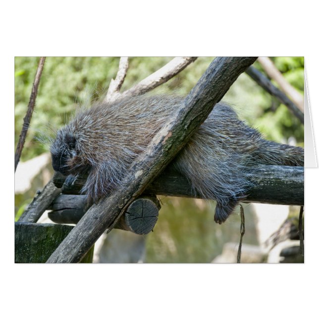 New World Porcupine (Front Horizontal)
