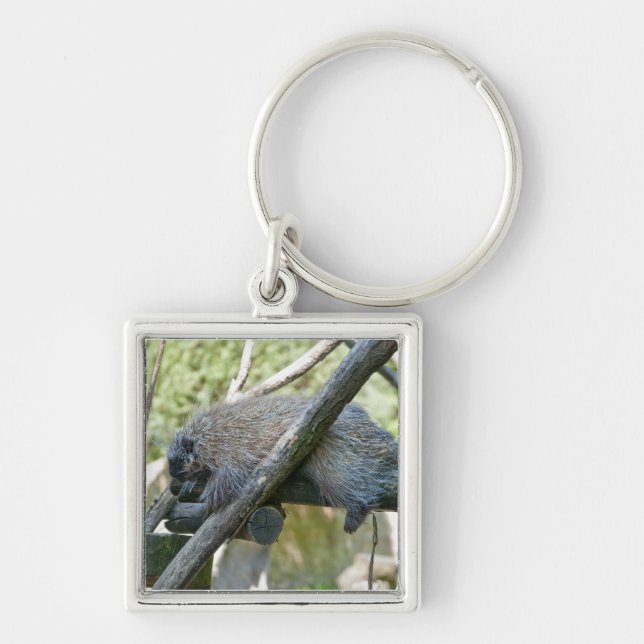 New World Porcupine Keychain (Front)