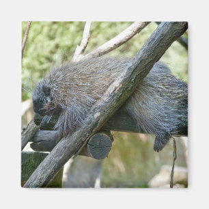 New World Porcupine Magnet