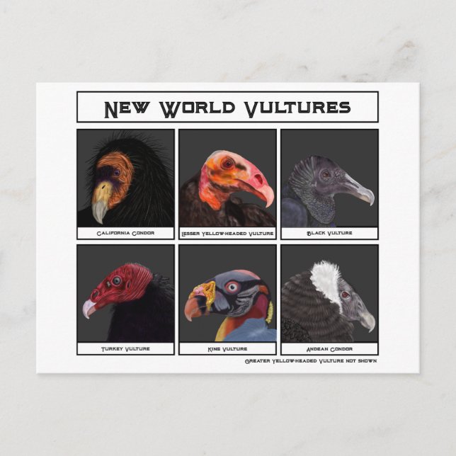 New World Vultures Illustration  Postcard (Front)