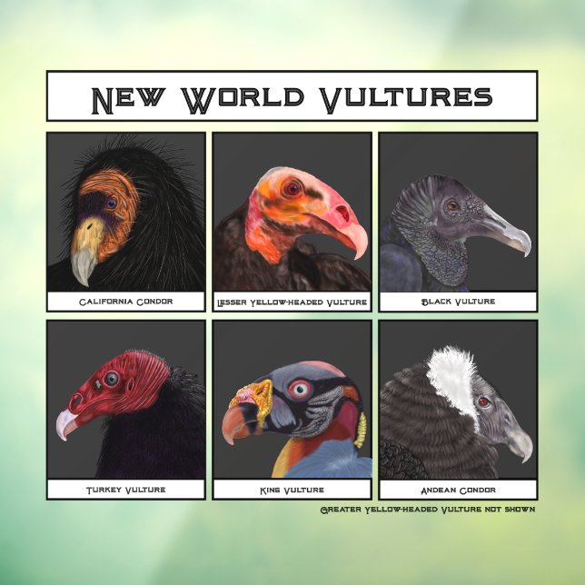 New World Vultures Illustration Window Cling (Sheet 3)