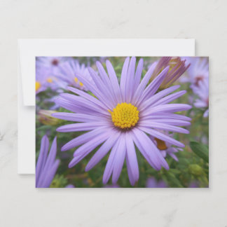 New York Aster "Magic Purple" in the Fall Postcard