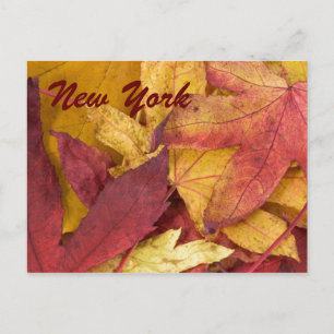New York Autumn Leaves Postcard