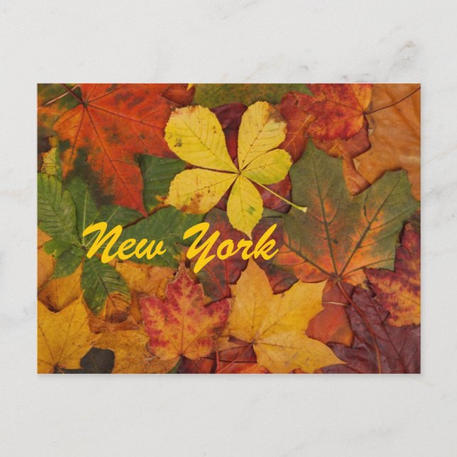 New York Autumn Leaves Postcard (Front)