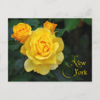 New York State Flower: Rose