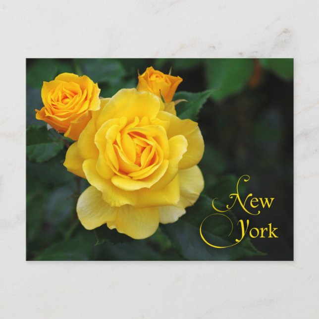 New York State Flower: Rose Postcard (Front)