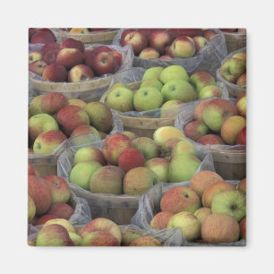 New York State Macintosh apples in baskets Magnet